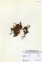 藏品(偉氏石松)的圖片